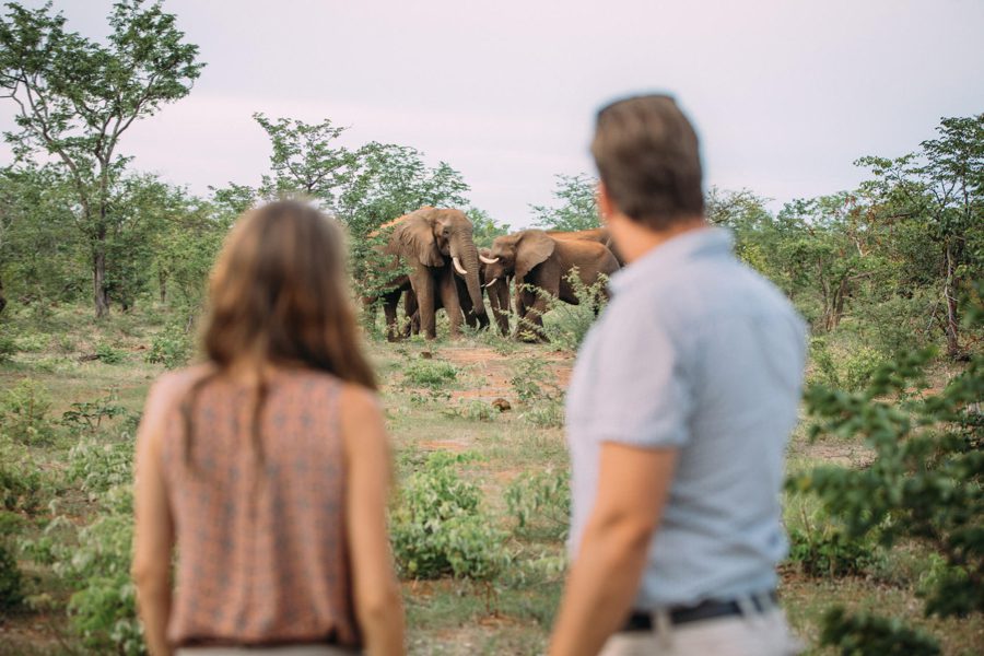 Ethical elephant encounters at Elephant Camp, Zimbabwe | Go2Africa 