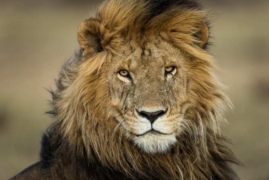 Lion encounters on safari in Kenya | Go2Africa
