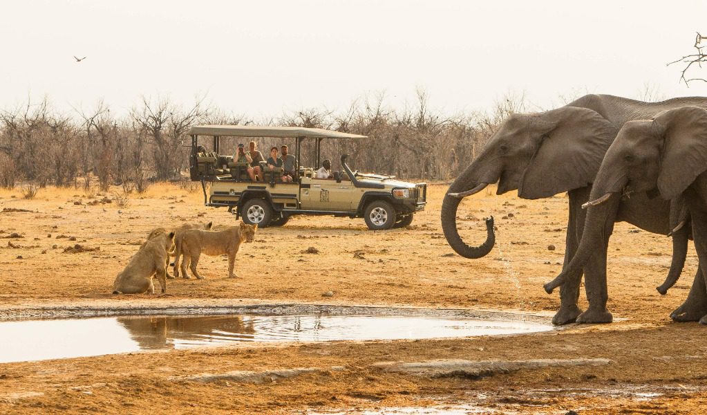 Elephants and lions on safari in Botswana | Go2Africa 