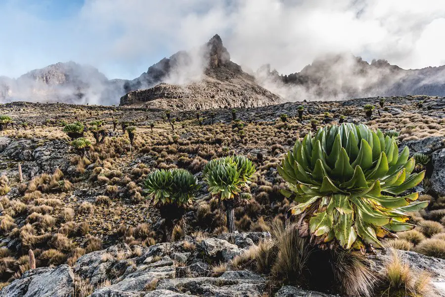 The landscape on Mount Kenya | Go2Africa