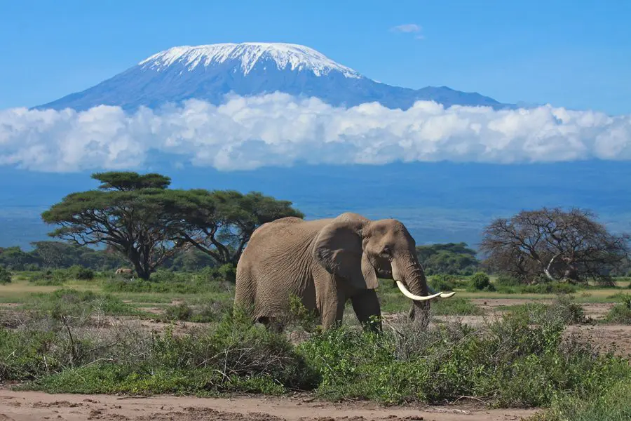 Elephant against the backdrop of mount kilimanjaro | go2africa