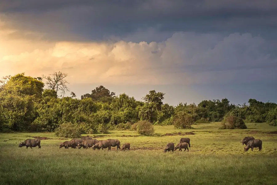 Búfalos en el Parque Nacional de Aberdare, Kenia | Go2Africa
