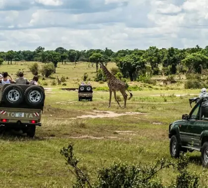 Safari de avistamientos | Serian's Serengeti Lamai