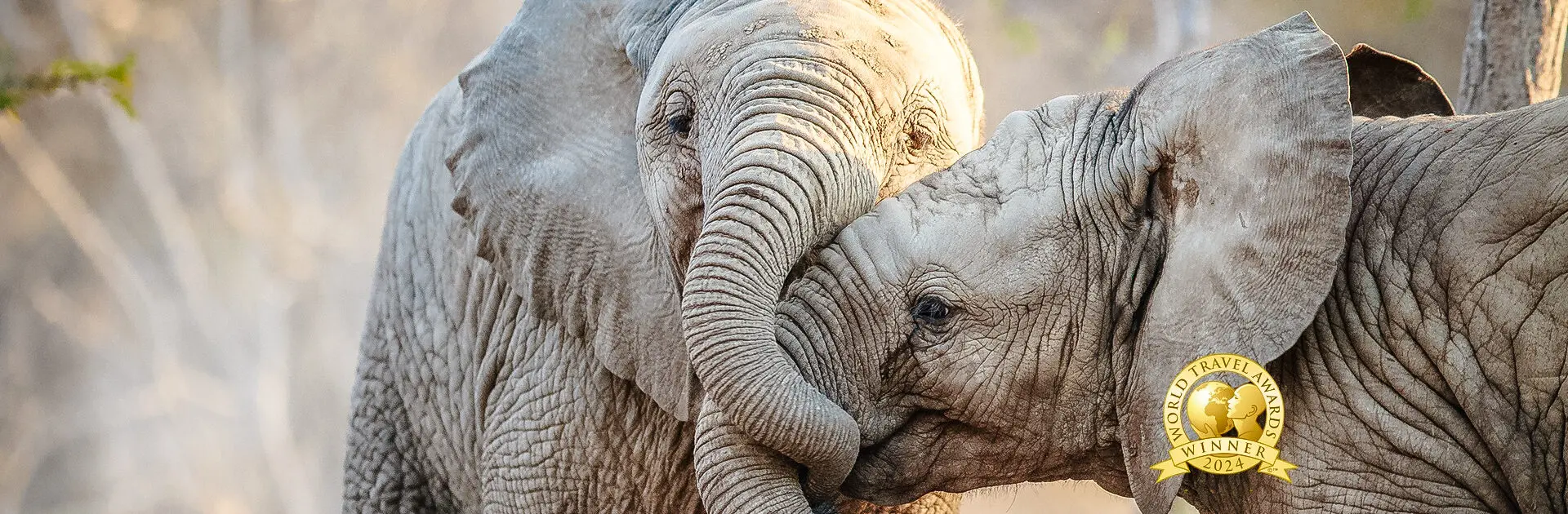Dos trompas de elefante | Go2Africa