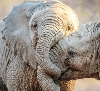 Dos trompas de elefante | Go2Africa