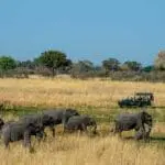 Big game viewing.