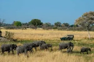 Big game viewing.