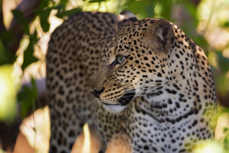 Leopard at Sasaab Camp, Mount Kenya, Kenya | Go2Africa