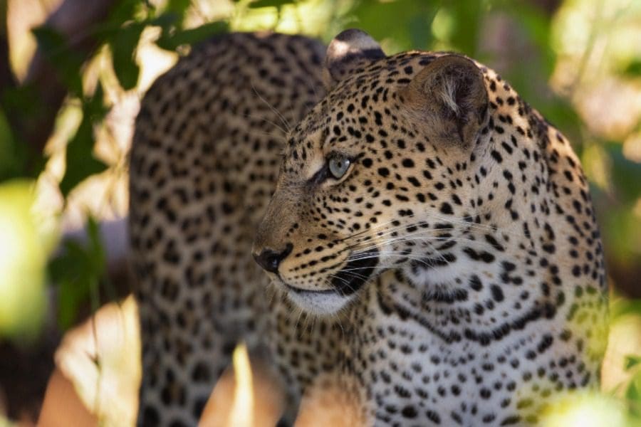 Leopardo en el campamento de Sasaab, Monte Kenia, Kenia | Go2Africa