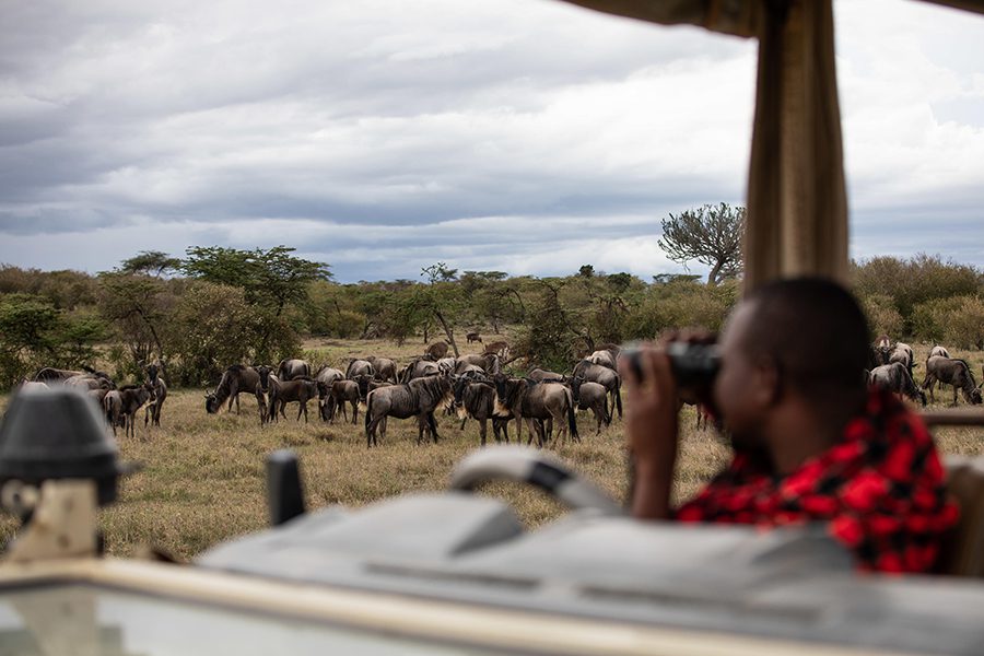 Great Migration herds a Mahali Mzuri, Kenya | Go2Africa