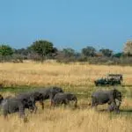 get close to the Okavango giants.