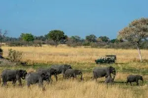 get close to the Okavango giants.