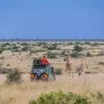 Game drives.
