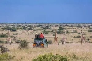 Game drives.