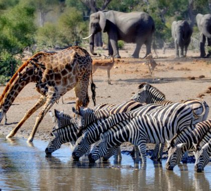 Wildlife in Kruger: What Animals Will You See On Safari?