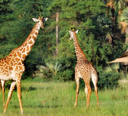 top-safari-marcas-08