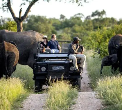 top-safari-marcas-22