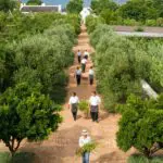 Frescura de la granja a la mesa en Babylonstoren. 