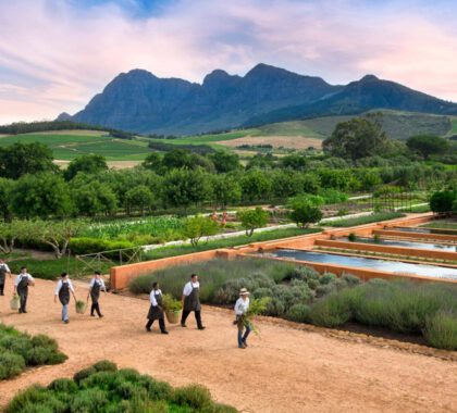 Babylonstoren is a working wine farm also growing and extensive range fresh produce supplying the hotel and on-site restaurants. 