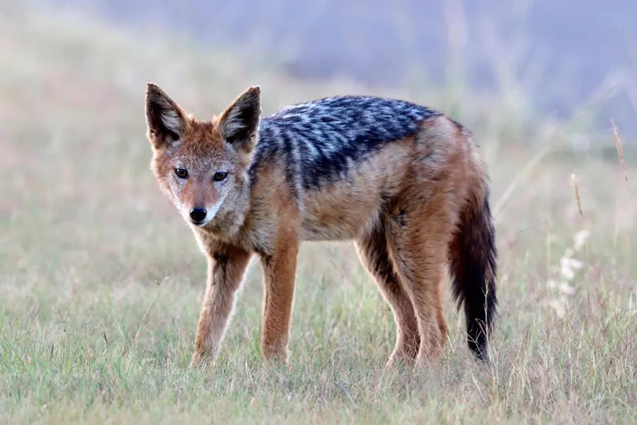 Chacal dorsinegro en el Parque Nacional Kruger, Sudáfrica | Go2Africa