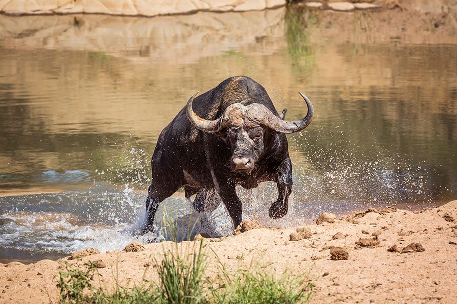 Buffalo being attacked by a crocodile in the Kruger National Park, South Africa | Go2Africa