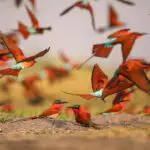 Birding at Nxamaseri Island Lodge.