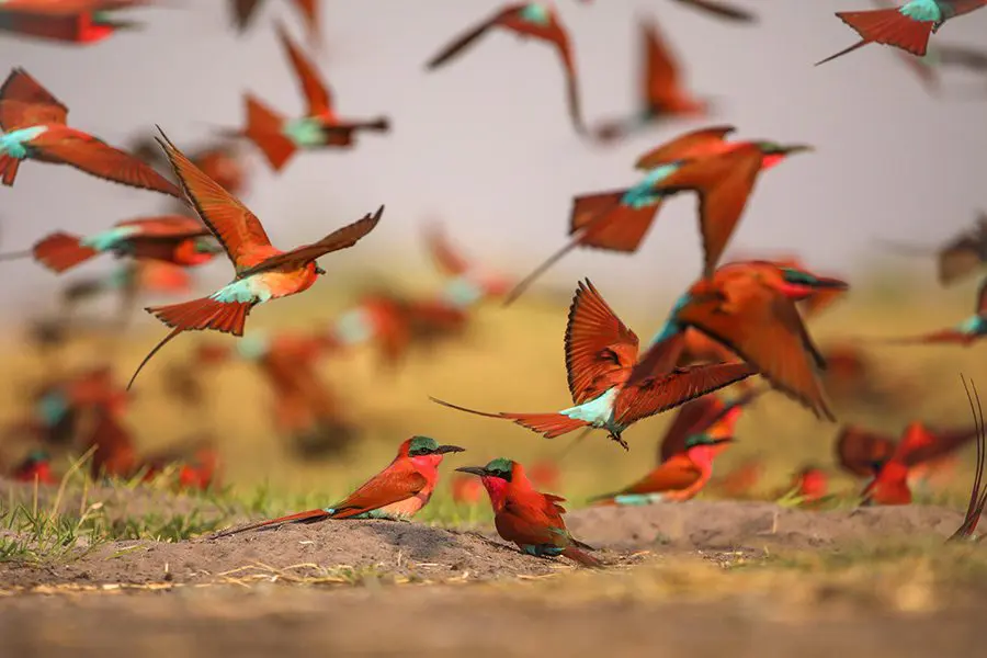 Birding at Nxamaseri Island Lodge.