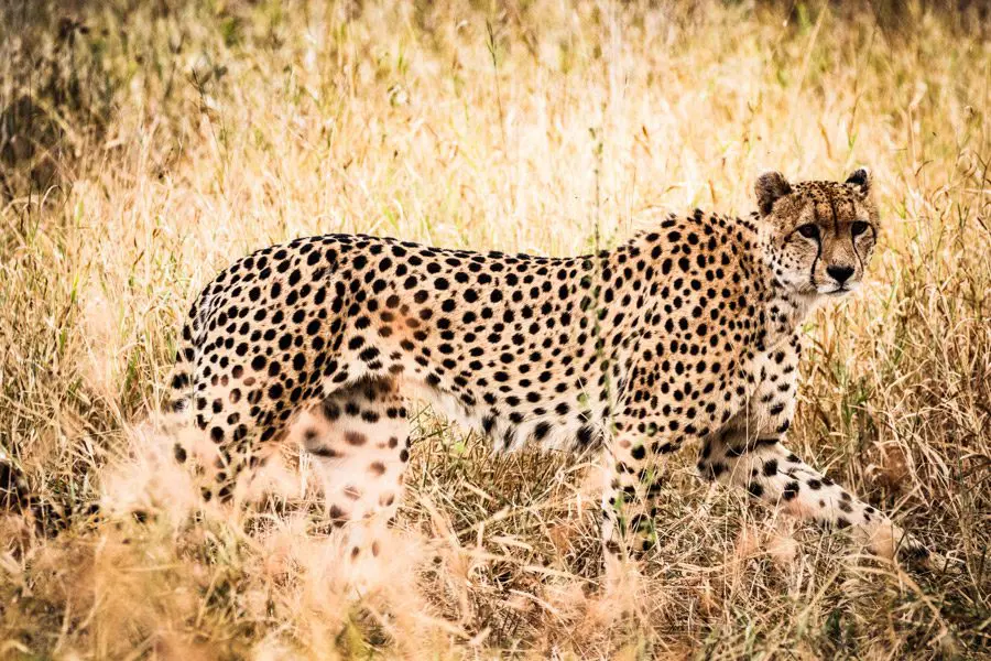 Guepardo en el Parque Nacional Kruger, Sudáfrica | Go2Africa