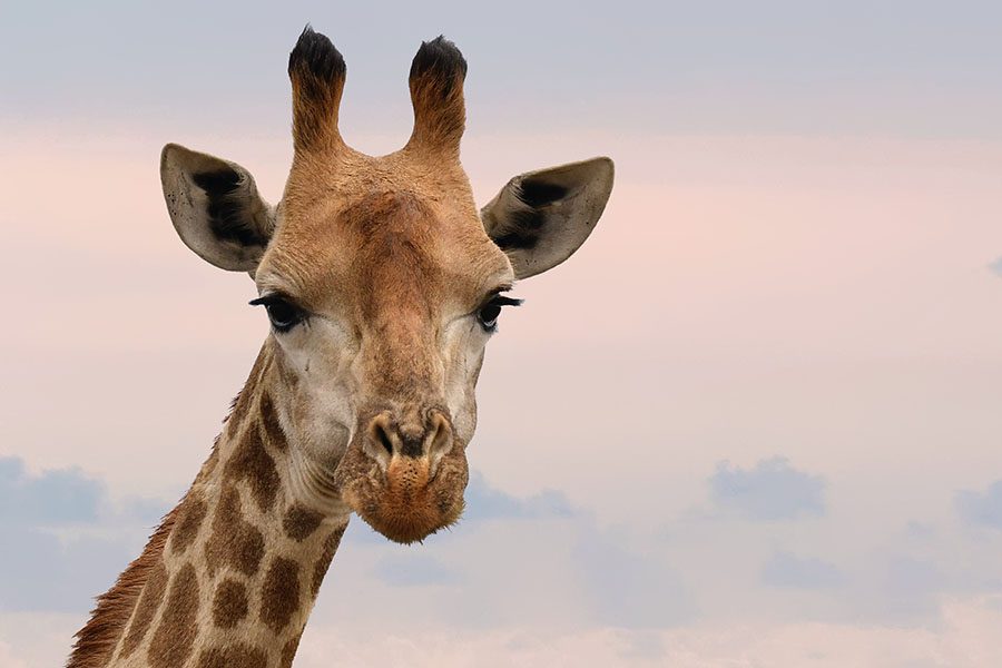 Giraffe in the Kruger National Park, South Africa | Go2Africa