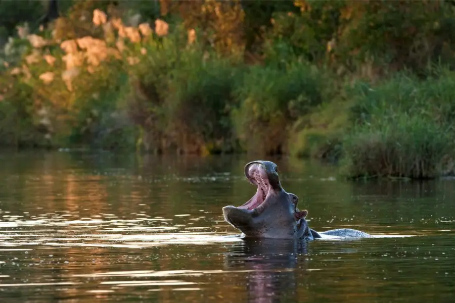 Hipopótamo en el Parque Nacional Kruger, Sudáfrica | Go2Africa