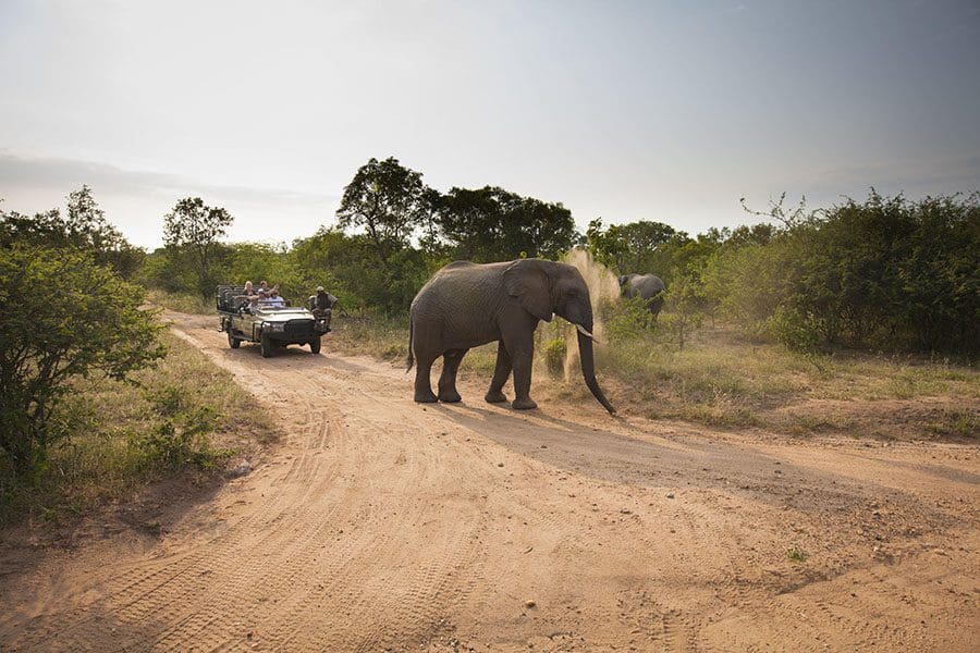 Avistamiento de elefantes durante un safari en la Reserva Privada de Kapama, Sudáfrica | Go2Africa