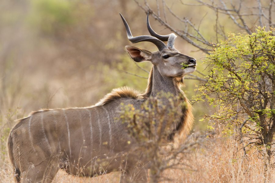 Kudu in the Kruger National Park, South Africa | Go2Africa