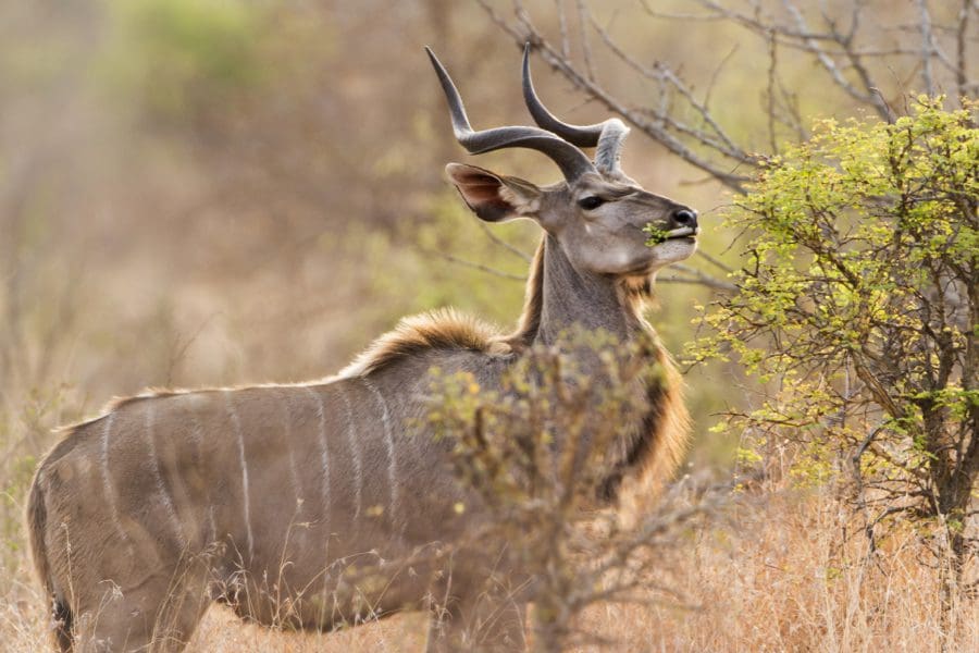 Kudu en el Parque Nacional Kruger, Sudáfrica | Go2Africa