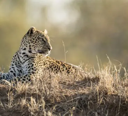 Leopard sightings at Singita Ebony Lodge. 