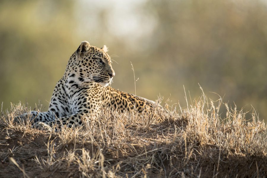 Leopard in the Sabi Sands Game Reserve, South Africa | Go2Africa 