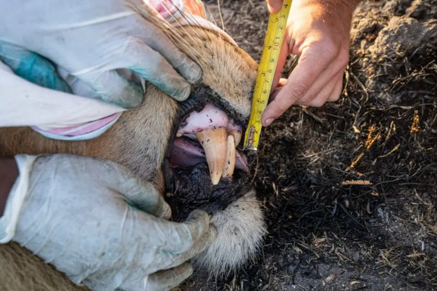 Lion collaring at Usangu Expeditions Camp, Ruaha National Park, Tanzania | Go2Africa