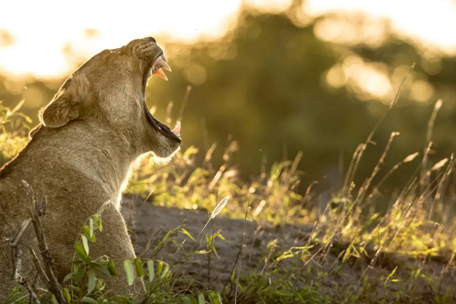 León en el Parque Nacional Kruger, Sudáfrica | Go2Africa