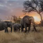 Spot herds of elephant.