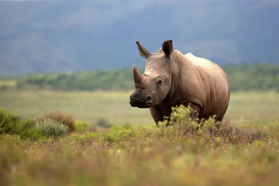 Rhino sighting in the Greater Kruger, South Africa | Go2Africa