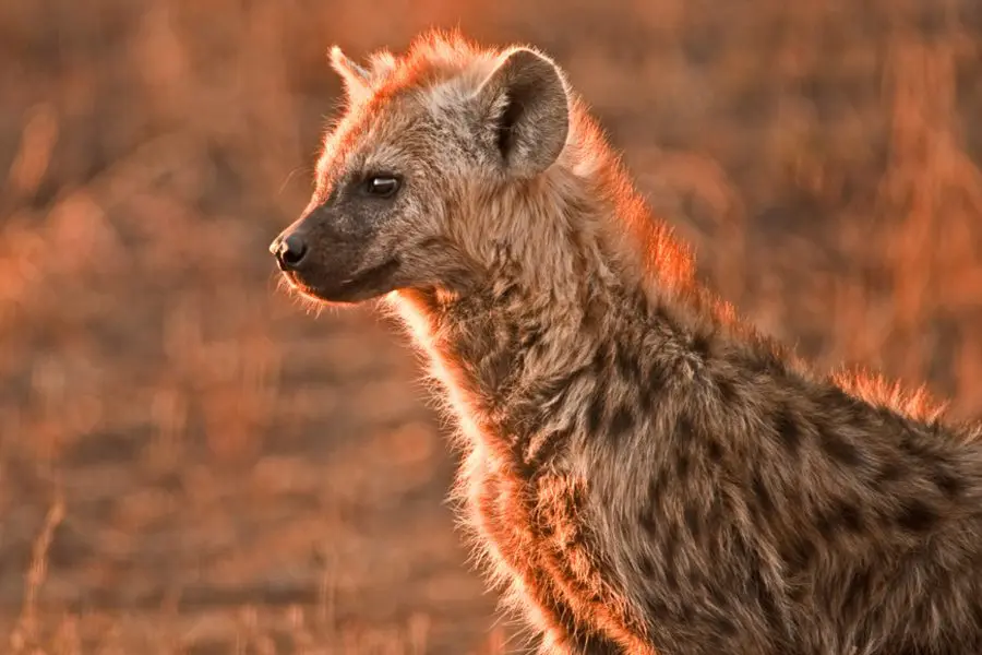 A spotted hyena backlit by the sun | Go2Africa