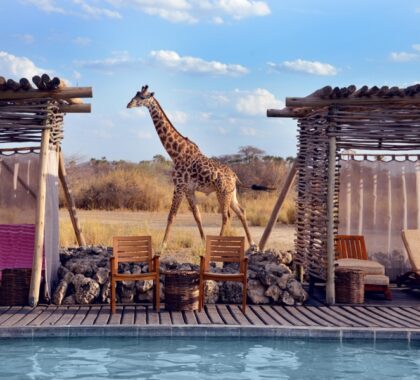 Giraffe walks past the pool at Chem Chem Lodge in Tanzania.