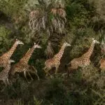 Vida salvaje en Tanzania.