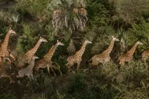 Tanzania wildlife.