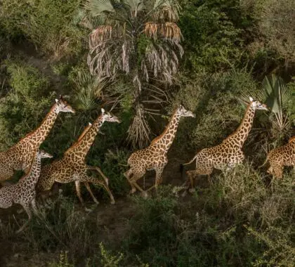 Tanzania wildlife.