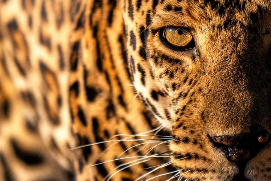 Avistamiento de leopardo en el campamento Usangu Expeditions, Parque Nacional de Ruaha, Tanzania | Go2Africa 