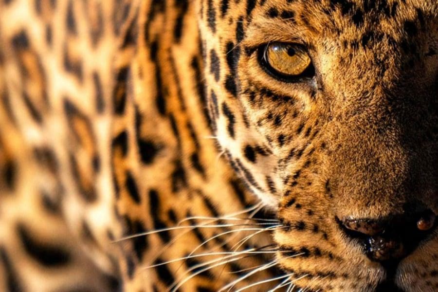 Leopard sighting at Usangu Expeditions Camp, Ruaha National Park, Tanzania | Go2Africa 