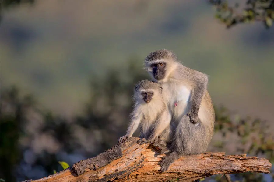 Monos vervet en el Parque Nacional Kruger, Sudáfrica | Go2Africa 