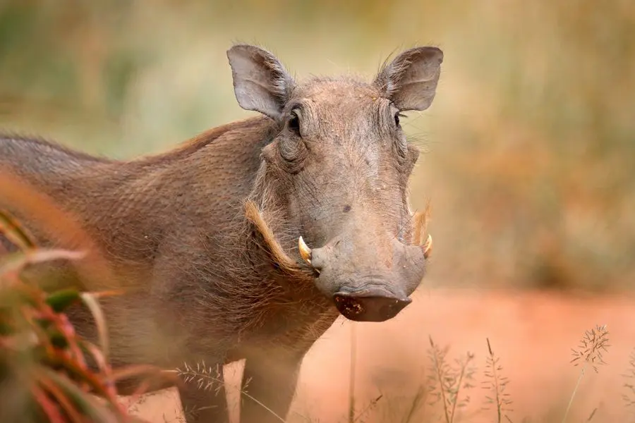 Warthog en el Parque Nacional Kruger, Sudáfrica | Go2Africa