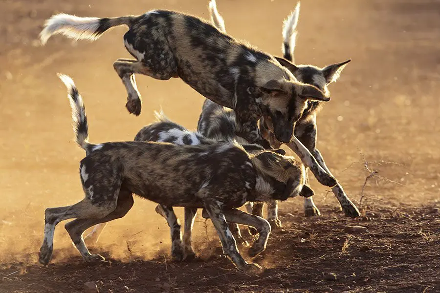 African wild dogs playing in Africa.