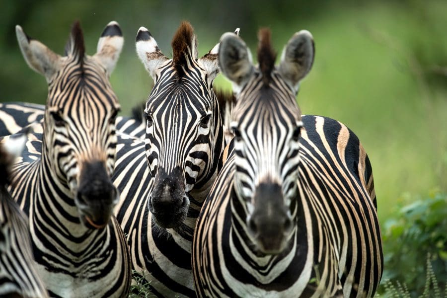 Cebras en el Parque Nacional Kruger, Sudáfrica | Go2Africa